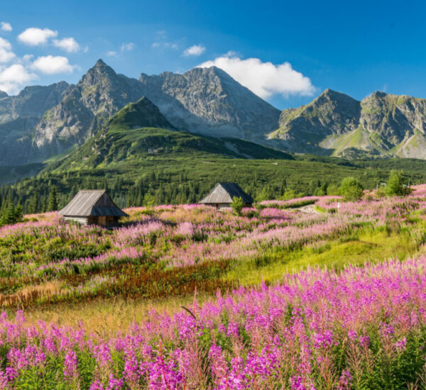 Tatra mountains, Poland landscape, colorful flowers and cottages in Gasienicowa valley (Hala Gasienicowa), summer